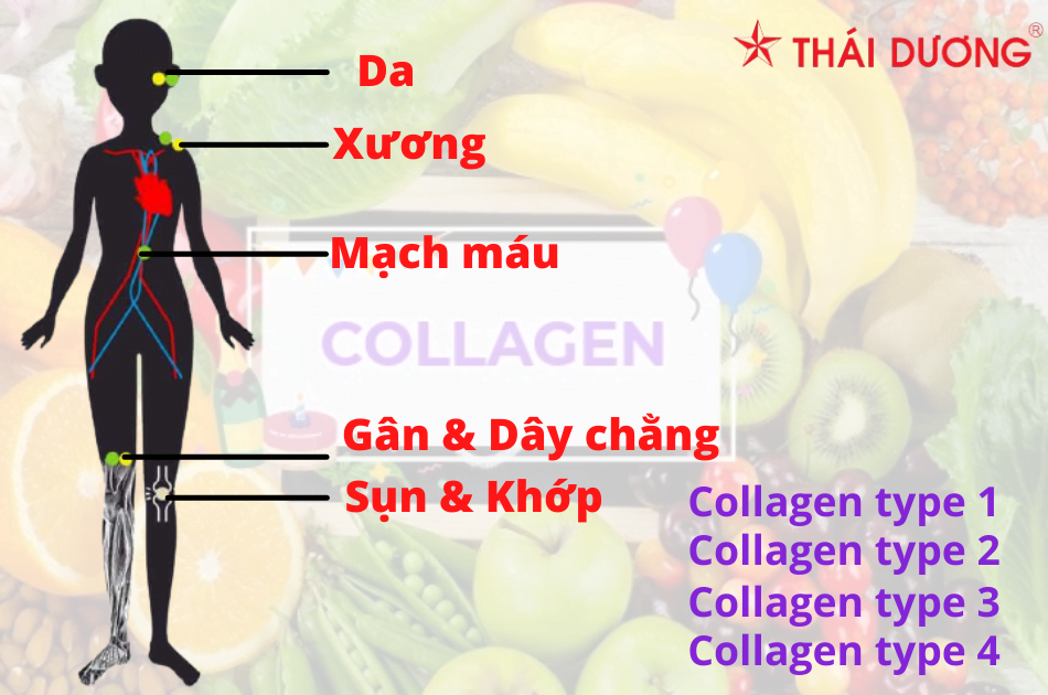 4 loại Collagen phổ biến