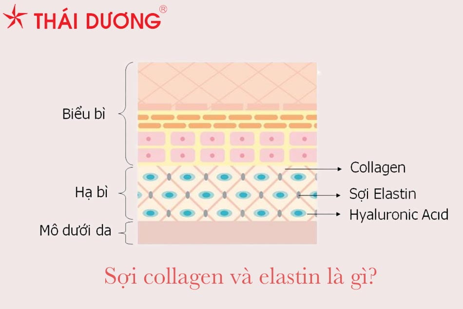 Sợi collagen và elastin là gì?