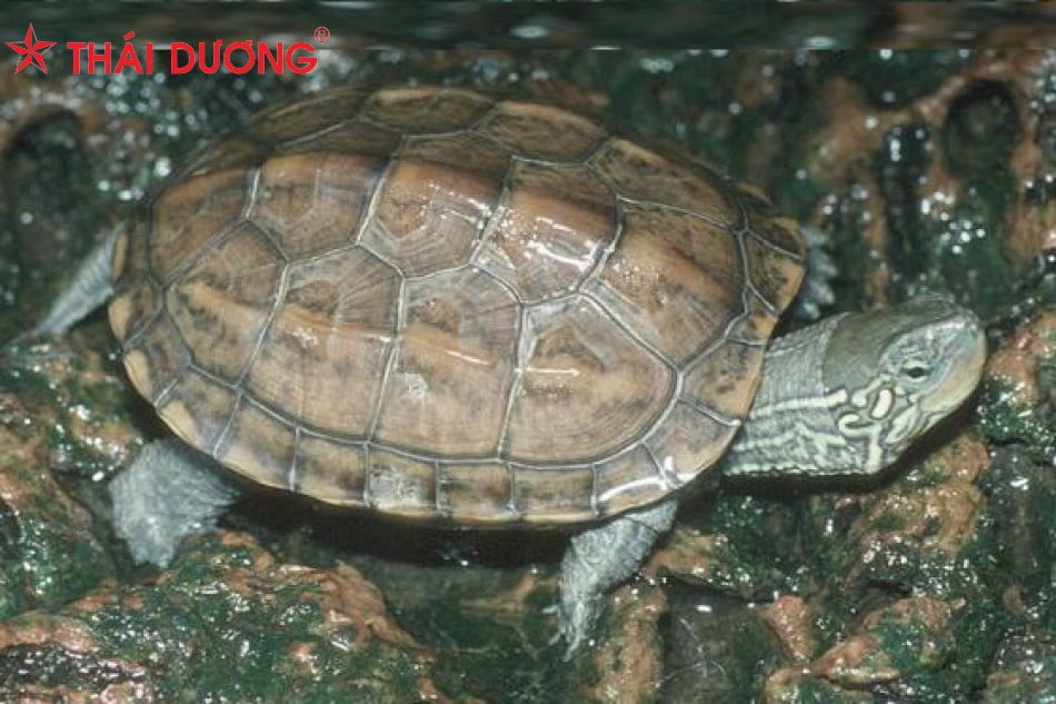 Cao quy bản hay được gọi là cao rùa được nấu từ yếm rùa
